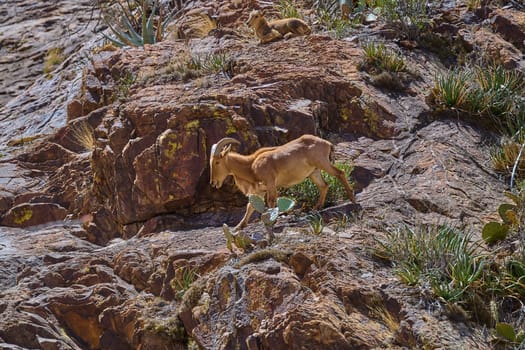 Barbary Sheep in Big Bend National Park Texas.