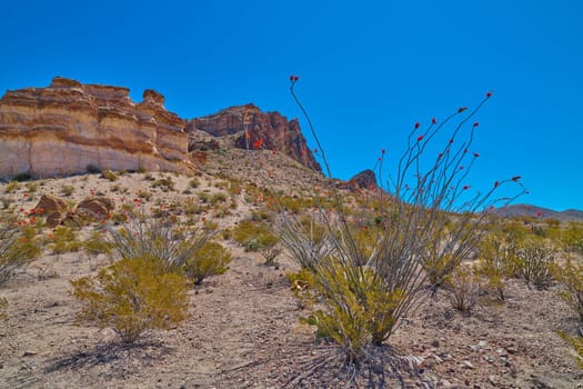 Blooming Ocotillo growing along the Lower Burro Mesa Pouroff Trail at Big Bend National Park, Texas.