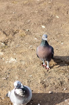 A group of pigeons with black, blue, and green feathers stand on the dirt ground. As vertebrate organisms, they make a beautiful sight in nature