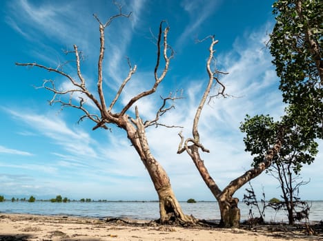 A leafless tree stands on a sandy beach near the ocean, with a bright blue sky and wispy clouds overhead.