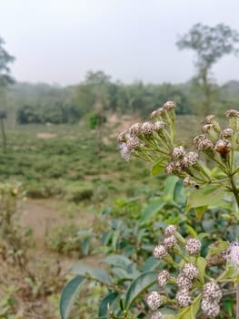 A field filled with colorful flowers in full bloom, creating a vibrant and lively scene. The flowers are spread out throughout the field, showcasing different hues and shapes under the sunlight.