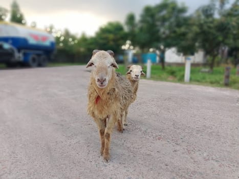 A sheep stands calmly on a dirt road next to a parked truck. The sheep appears unfazed by the vehicle, showcasing a peaceful coexistence between nature and human infrastructure.