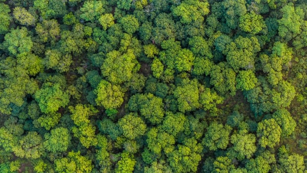 Aerial View of Lush Green Forest in Summer, Africa