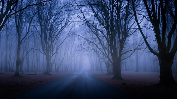 Spooky Foggy Forest Road With Trees in Twilight