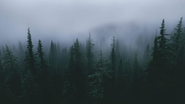 Dark Moody Foggy Evergreen Forest in Pacific Northwest