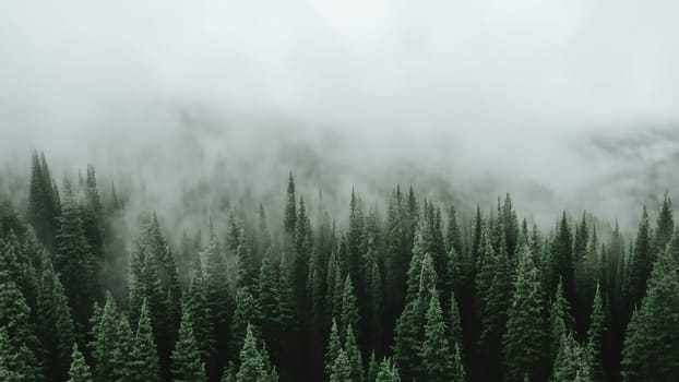 Moody Foggy Evergreen Forest in Pacific Northwest