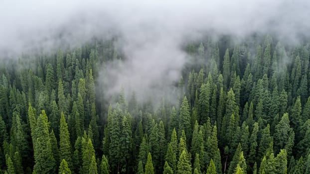 Misty Evergreen Forest Aerial View