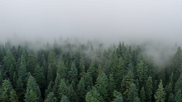 Foggy Evergreen Forest in Pacific Northwest