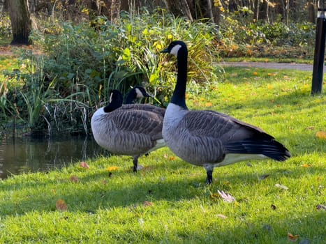 Bar Headed Gooses on the grass in a park next to the lake