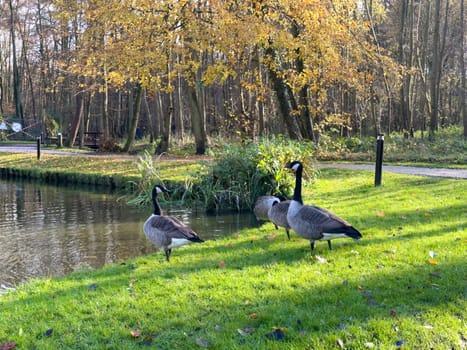 Bar Headed Gooses on the grass in a park next to the lake