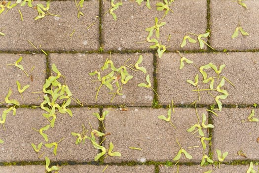 Yellow leaves scattered on a brick walkway. The leaves contrast with the red bricks, creating a vibrant and textured scene perfect for autumn.