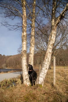 Black dog looking up between two birch trees in a rural area with dry grass and a lake in the background on a sunny day..