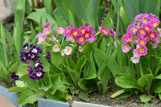 Primula vulgaris - early spring flower, primrose