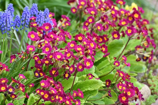 Primula vulgaris and Muscari - early spring flower, primrose