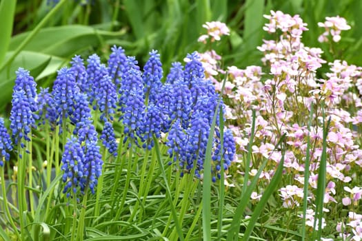 Arabis and Muscari - early spring flower, primrose