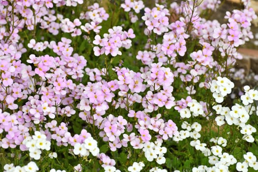 Arabis pink early spring flower, primrose