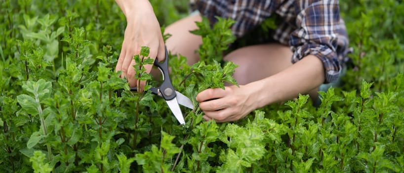 A young girl collects mint in the garden, female hands cut a bouquet of fresh peppermint.