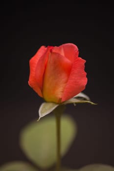 Macro image of a red rosebud isolated on a black background