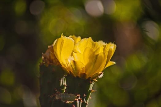 Yellow flowers of the Sweet prickly pear (Opuntia ficus-indica)