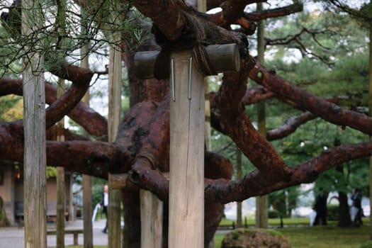 A close-up view of a traditional Japanese garden with a large, ancient tree supported by wooden beams. The tree's branches are wrapped with ropes for support. The background features lush greenery and a traditional building.