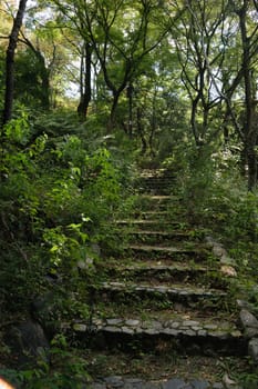 A stone staircase in a lush forest with sunlight filtering through the trees.