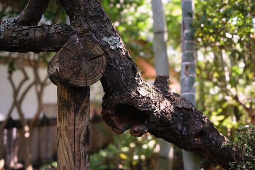 Close-up of a tree branch supported by a wooden post in a garden with blurred background.