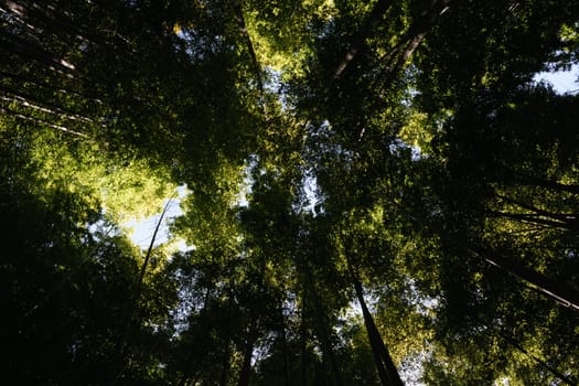 A view looking up at a dense forest canopy with sunlight filtering through the leaves.