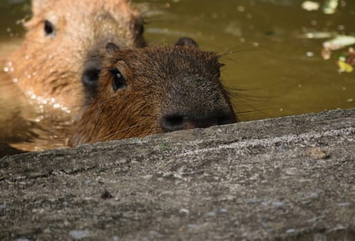 Two capybaras partially submerged in water, with one peeking over a concrete ledge.