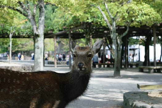 A deer standing in a park with trees and people in the background.