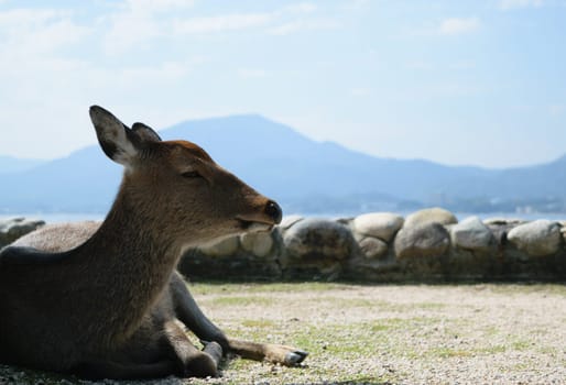 A deer resting on the ground with a scenic mountain landscape in the background.