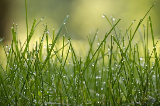 Close up view of a vibrant green field of grass covered in glistening water droplets, background is out of focus, contributing to a tranquil atmosphere