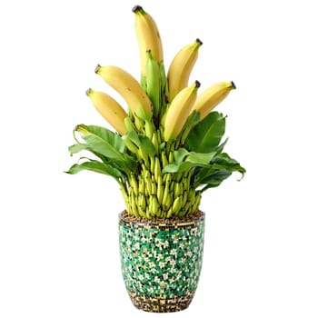 Dwarf Brazilian Banana compact green leaves and small sweet banana fruits in a colorful mosaic. Plants isolated on transparent background.