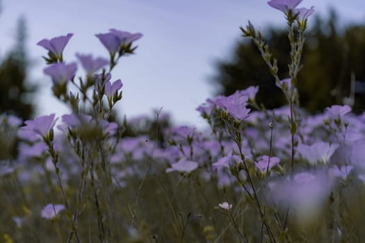 linen field linum usitatissimum. Flax flowers swaying in the wind. Slow motion video.