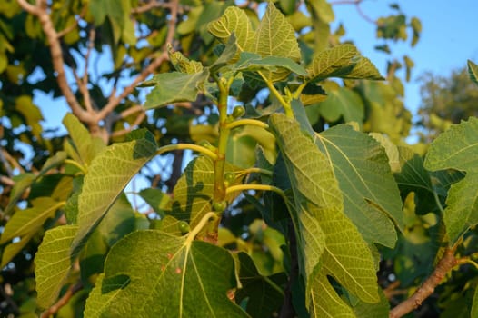 Green young fig fruits on tree in sunlight. Little urban or city farming.