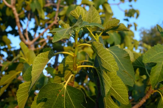 Young figs on the branch of a fig tree