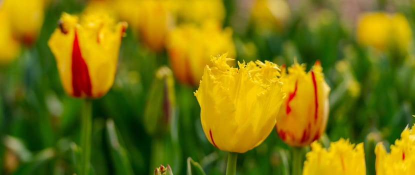 Yellow tulips spring blossoming , bokeh flower background, pastel and soft floral card, selective focus.