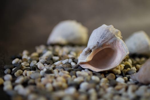 Black Sea rapan shells on pebbles. Shells on the beach. High quality photo