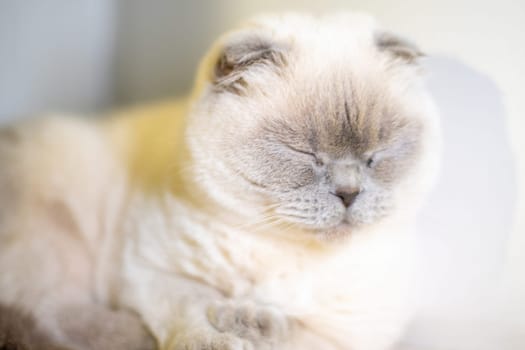 A cat is laying down on a white surface. The cat is looking away from the camera. The cat appears to be relaxed and comfortable