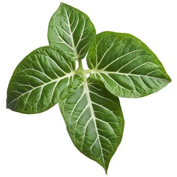 Plants leaf isolated on transparent background