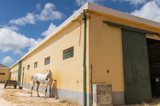 A white horse is standing in front of a yellow building. The building has a green roof and a sign on it