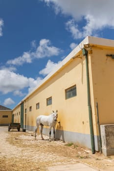 A white horse is standing in front of a yellow building. The building is surrounded by a dirt area