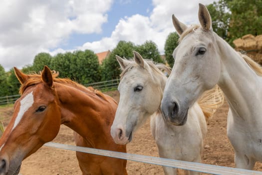 Three horses standing next to each other in a field. One is brown, one is white, and one is gray