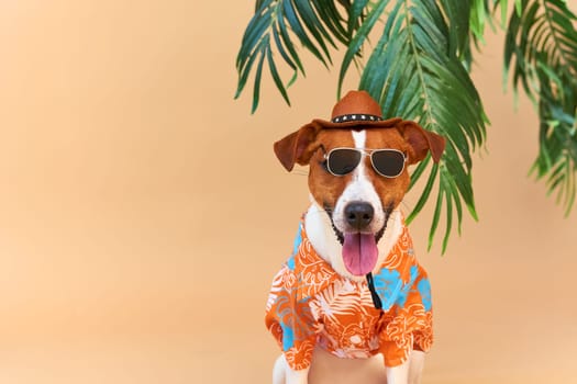 Cool smiling cute Dog Jack Russell Terrier in a Hawaiian shirt, hat and sunglasses on the beach under a palm tree. Summer holiday and travel concept, background, pet care