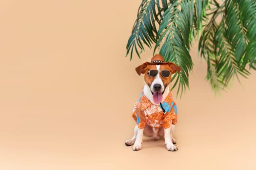 Cool smiling cute Dog Jack Russell Terrier in a Hawaiian shirt, hat and sunglasses on the beach under a palm tree. Summer holiday and travel concept, background, pet care