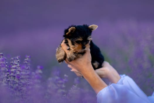 A small black and brown puppy is being held by a person in a field of purple flowers. Scene is peaceful and serene, as the puppy is surrounded by the beauty of nature