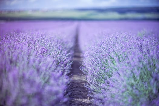 Blooming lavender in a field at in Provence. Fantastic summer mood, floral sunset landscape of meadow lavender flowers. Peaceful bright and relaxing nature scenery