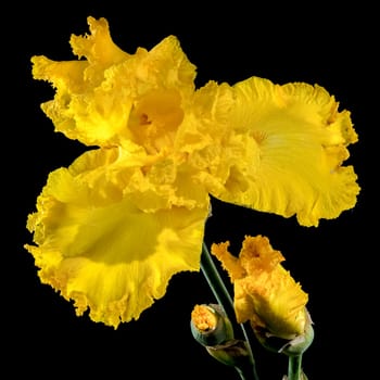 Beautiful Blooming yellow iris on a black background. Flower head close-up.