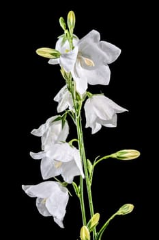 Beautiful Blooming white bellflower or campanula on a black background. Flower head close-up.