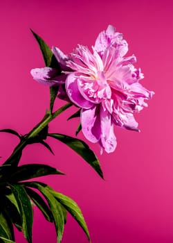 Beautiful Blooming pink peony Alexander Fleming on a pink background. Flower head close-up.