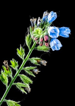 Beautiful Blooming Symphytum officinale flowers on a black background. Flower head close-up.